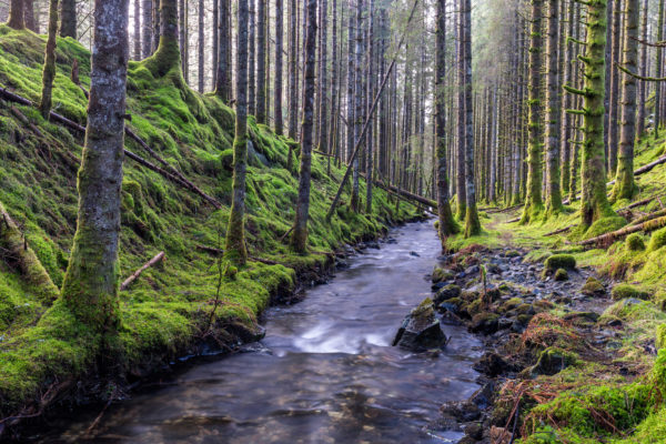 a river in the spruce forest