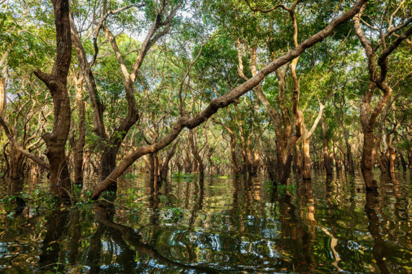 Flooded trees in mangrove rain forest