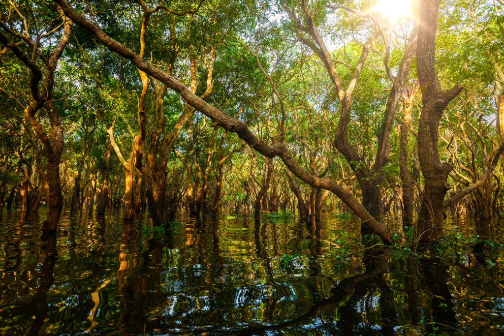 Flooded trees in mangrove rain forest