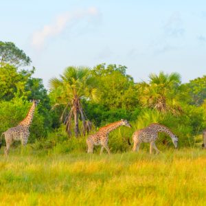 giraffes in safari park in tanzania