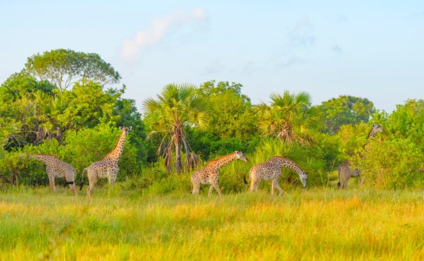 giraffes in safari park in tanzania
