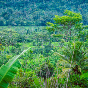 Jungle in Sidemen, Bali, Indonesia