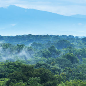 Mexico Jungle Landscape