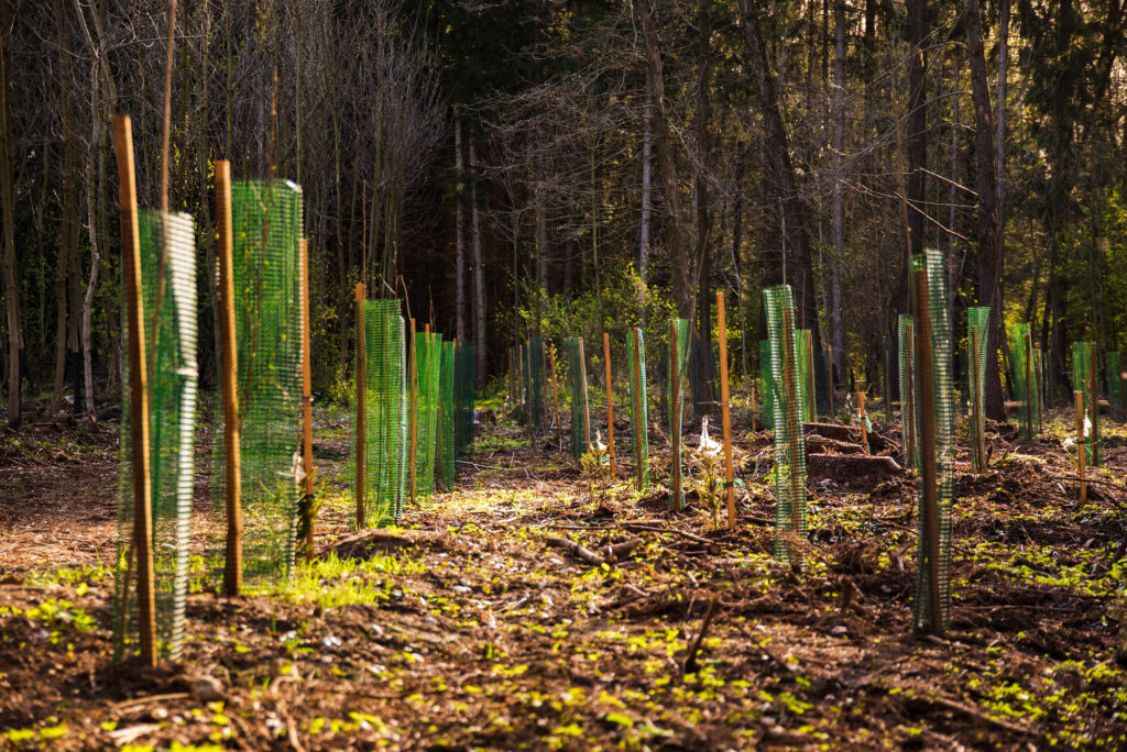 Newly planted trees in a row in forest